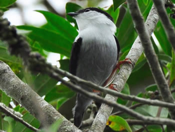 Rendeira - Manacus manacus