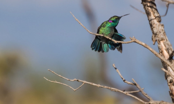 Beija-flor-de-orelha-violeta - Colibri serrirostris