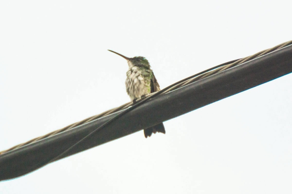 Beija-flor-de-barriga-branca - Amazilia leucogaster