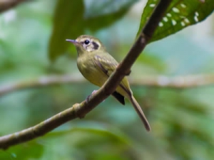 N&atilde;o-pode-parar - Phylloscartes paulista