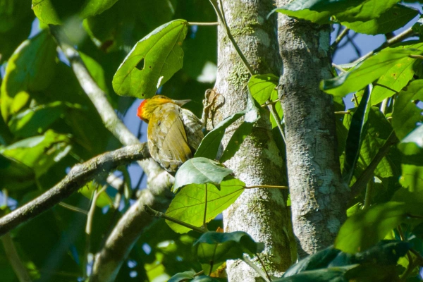 Pica-pau-bufador - Piculus flavigula