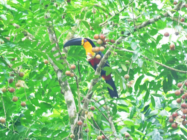 Tucano-de-bico-preto - Ramphastos vitellinus