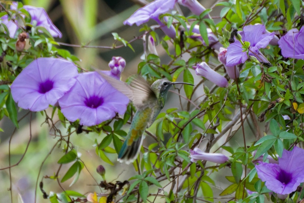 Beija-flor-de-bico-curvo - Polytmus guainumbi