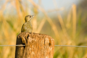 Picapauzinho-an&atilde;o - Veniliornis passerinus