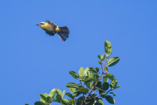 Bem-te-vi-pequeno - Conopias trivirgatus
