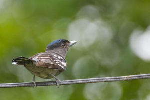 Caneleiro-preto - Pachyramphus polychopterus