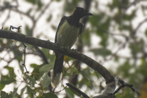 Gralha-canc&atilde; - Cyanocorax cyanopogon