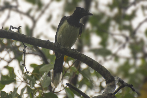 Gralha-canc&atilde; - Cyanocorax cyanopogon