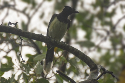 Gralha-canc&atilde; - Cyanocorax cyanopogon