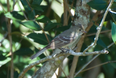 Guaracava-de-bico-curto - Elaenia parvirostris