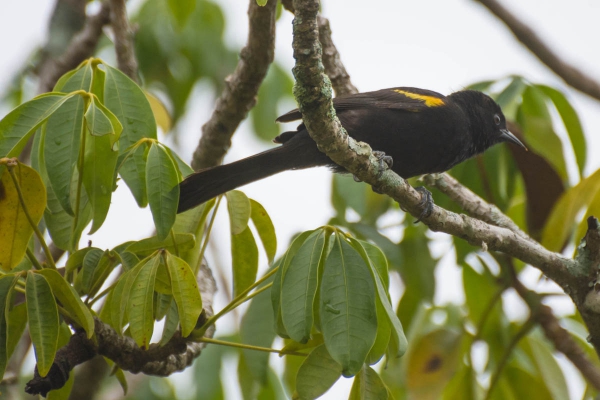 Encontro - Icterus pyrrhopterus