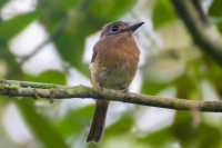 Macuru - Nonnula rubecula