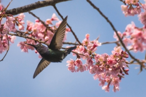 Beija-flor-tesoura - Eupetomena macroura