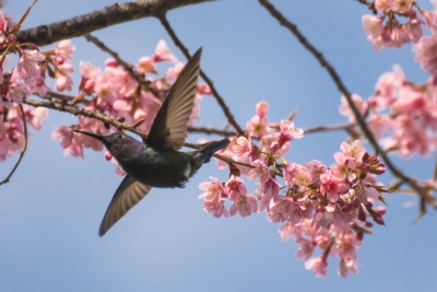 Beija-flor-tesoura - Eupetomena macroura