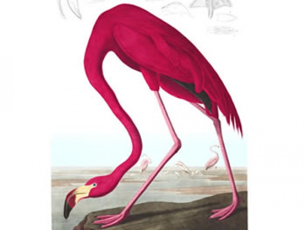 Anivers&aacute;rio Passarinhando