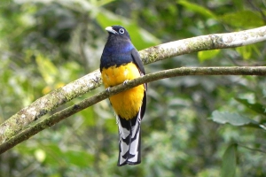 Surucu&aacute;-grande-de-barriga-amarela - Trogon viridis