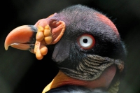 Urubu-rei - Sarcoramphus papa