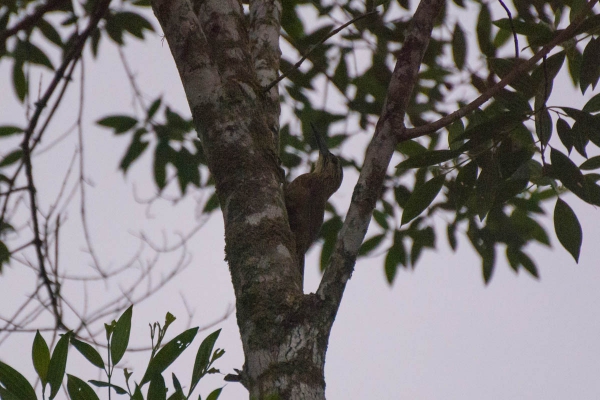 Arapa&ccedil;u-de-garganta-branca - Xiphocolaptes albicollis