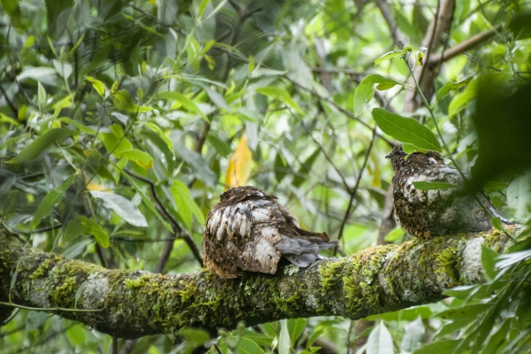 Tuju - Lurocalis semitorquatus - Casal