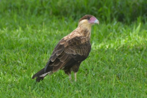Caracar&aacute; - Caracara plancus