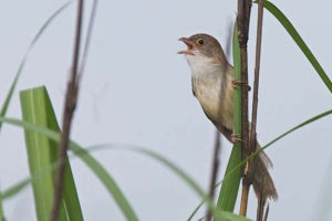 Redescoberta ave extinta