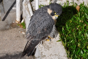 Falc&atilde;o-peregrino - Falco peregrinus