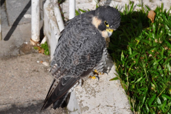 Falc&atilde;o-peregrino - Falco peregrinus