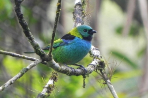 Saira-sete-cores - Tangara seledon