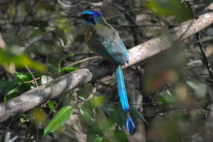 Udu-de-coroa-azul - Momotus momota