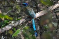 Udu-de-coroa-azul - Momotus momota