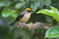 Ti&ecirc;-de-topete - Lanio melanops