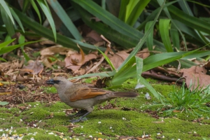 Asa-de-telha - Agelaioides badius