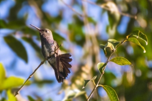 Beija-flor-de-peito-azul - Amazilia lactea