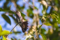 Beija-flor-de-peito-azul - Amazilia lactea