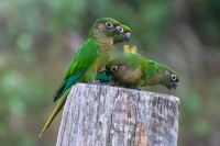 Tiriba-de-testa-vermelha - Pyrrhura frontalis