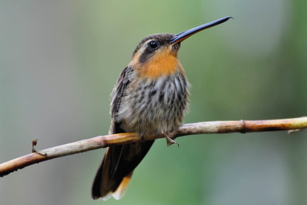 Beija-flor-rajado - Ramphodon naevius