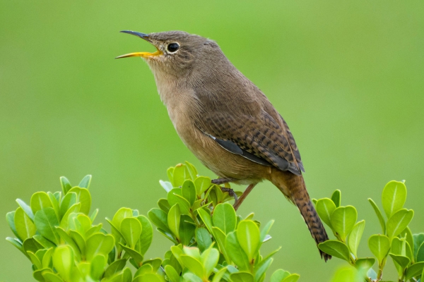 Corru&iacute;ra - Troglodytes aedeon