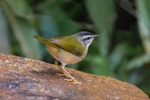 Pula-pula-ribeirinho - Phaeothlypis rivularis