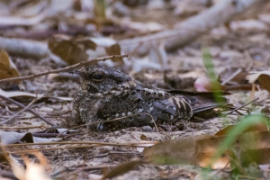 Bacurau-tesoura - Hydropsalis torquata