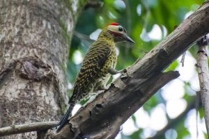 Pica-pau-verde-barrado - Colaptes melanochloros