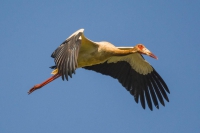 Maguari - Ciconia maguari