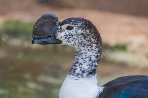 Pato-de-crista - Sarkidiornis sylvicola