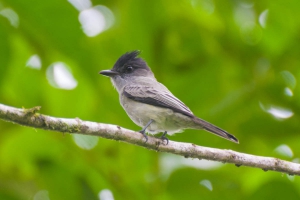 Gritador - Sirystes sibilator