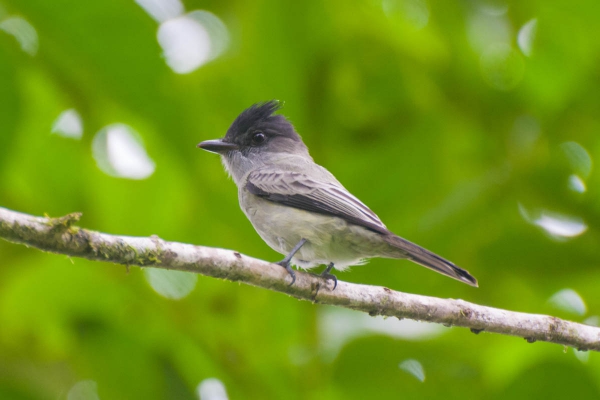 Gritador - Sirystes sibilator