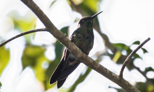 Beija-flor-tesoura-verde - Thalurania furcata