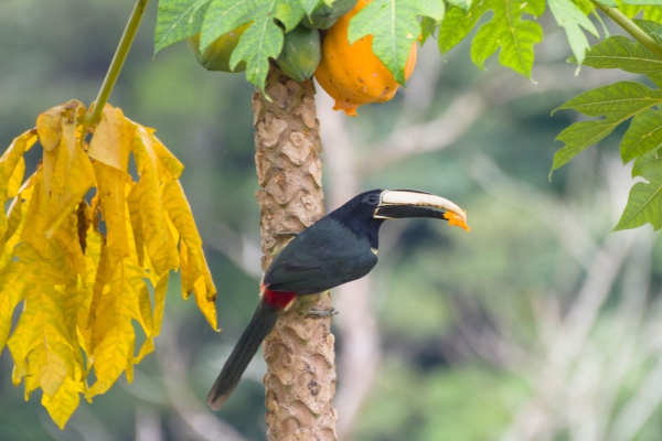 Ara&ccedil;ari-de-bico-branco - Pteroglossus aracari