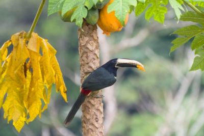 Ara&ccedil;ari-de-bico-branco - Pteroglossus aracari