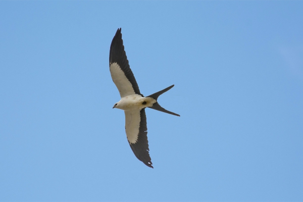 Gavi&atilde;o-tesoura - Elanoides forficatus