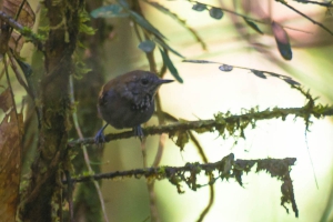 Choquinha-de-garganta-pintada - Rhopias gularis