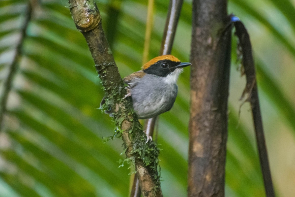 Cuspidor-de-m&aacute;rcara-preta - Conopophaga melanops